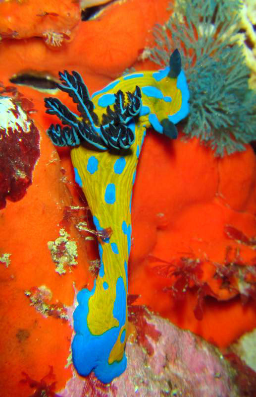 Nudibranches  everywhere...