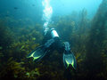 Diving my first kelp forest...