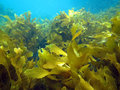 The kelp...