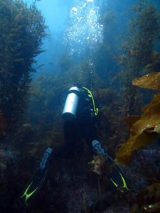 Diving in the kelp, an impressive first for me...