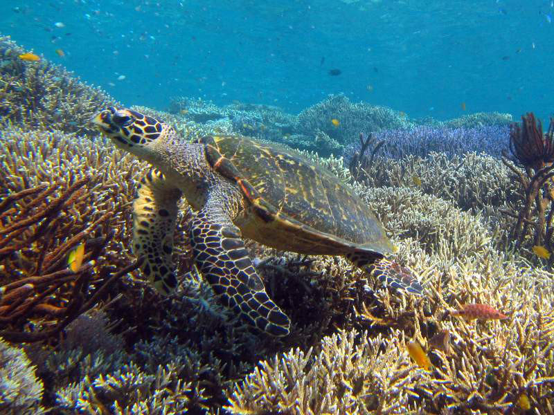 Turtles...on most dives...