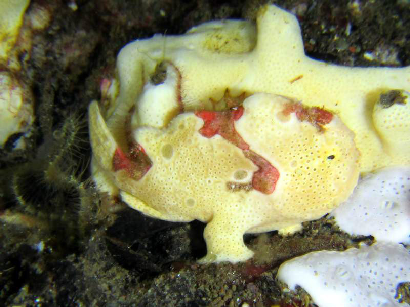 Frog fish on a night dive...