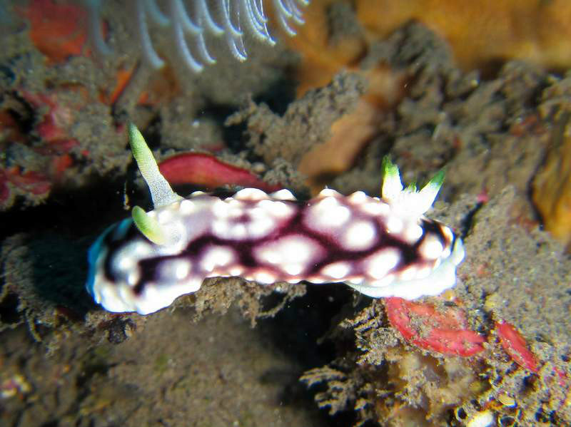 And few more nudibranches...