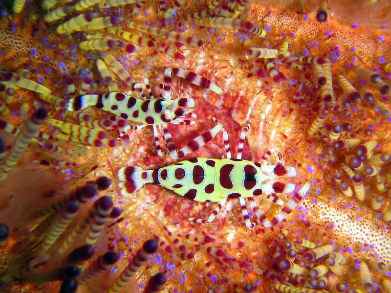 Coleman shrimps on a fire sea urchin