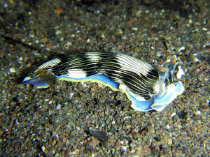 Another nudibranch, by night...