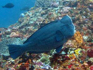 Bumped head parrot fish