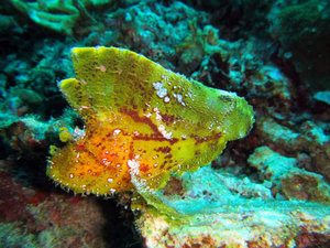 Yellow scorpion leaf fish