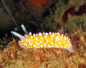 1.5cm nudibranch....little one!