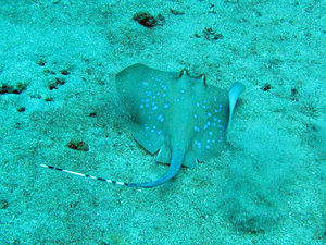 Little blue spotted ray...