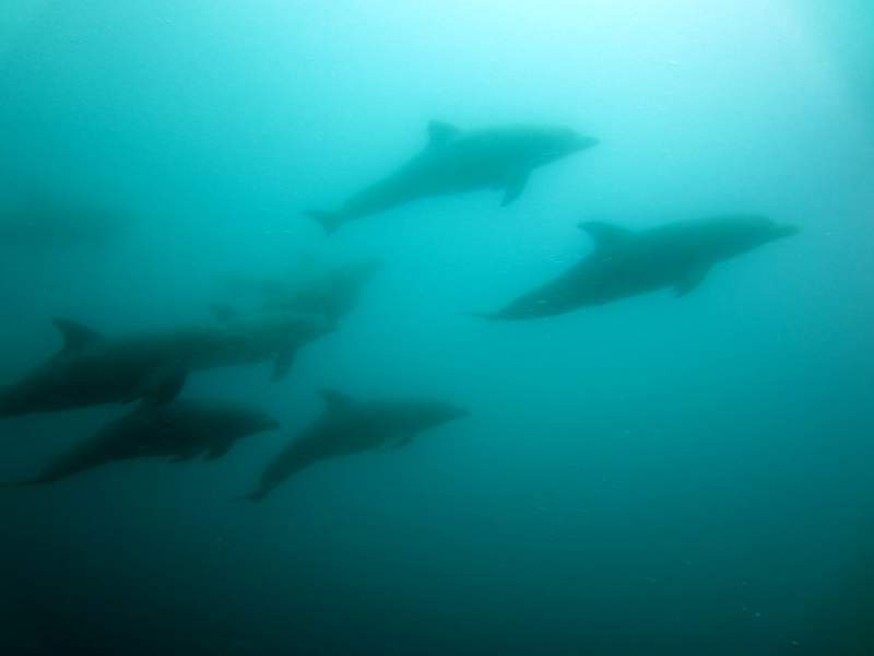 Dolphins...dolphins! 30 meters down!