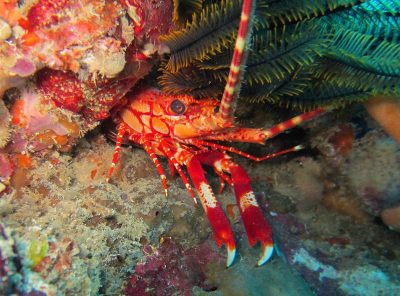 Little lobster