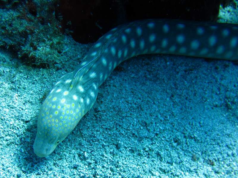 Spotted eel on the hunt!