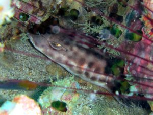 Bamboo shark head...too many urchins to put my hand further...