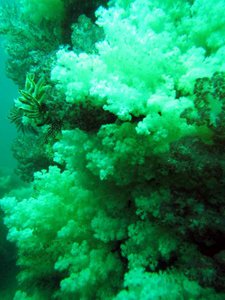 Average visibility, but amazing soft corals...