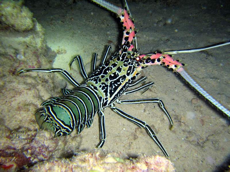 Love the colors of this lobster...on a night dive...
