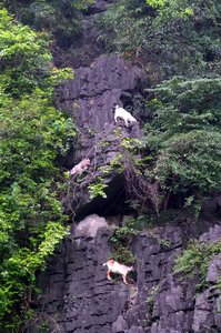 Climbinh goats! Impressive!