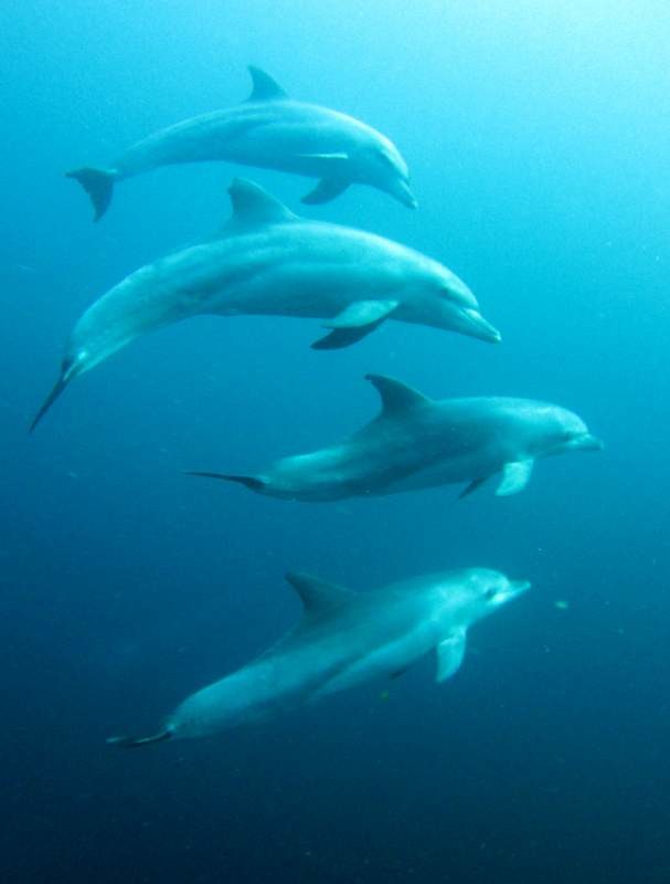 I may have experienced dolphins few times in Protea Banks, this moment is always magic!