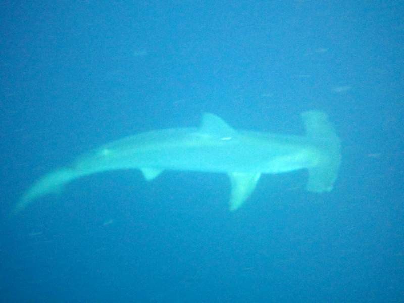 Not the season, but we saw giant hammerheads on nearly every dive...
