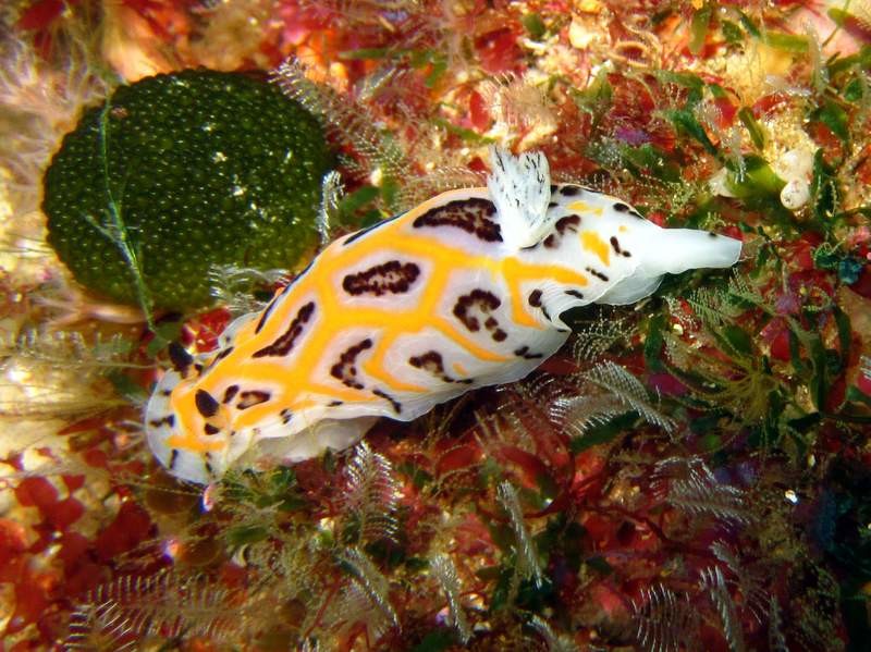 Oh, a nudibranch on Protea Banks...