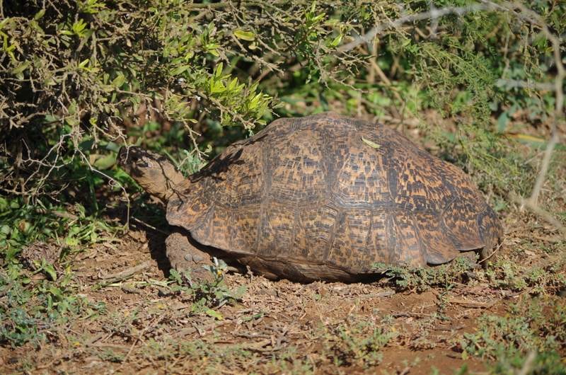 No leopard today...but a Leopard Tortoise...well spotted Leslie!