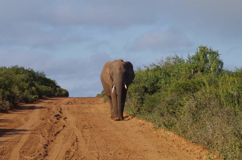 So the big question....what is a safe distance between an elephant and a singl Toyota Corolla, I believe 100 meters was pretty right...