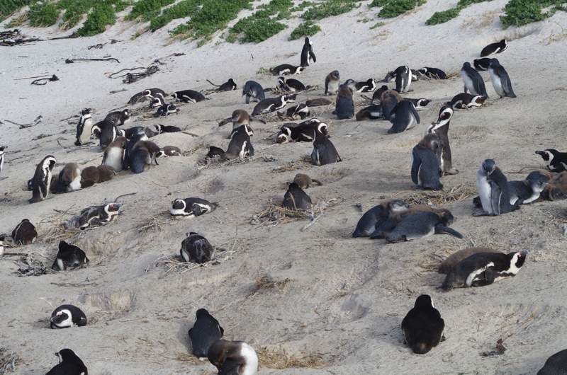 African Penguins...