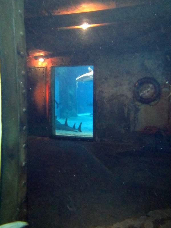 The fun sharks are in the other tank...sadly no diving in that one...