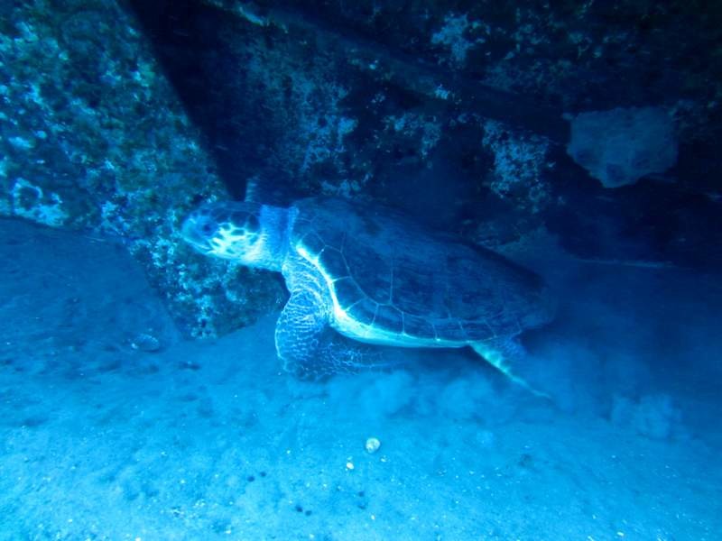 Turtle....down at 40 meters on the sand...