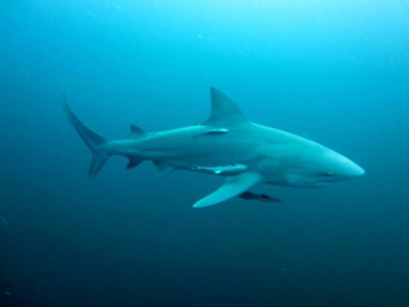 It's bull shark time....and they come...very very close...