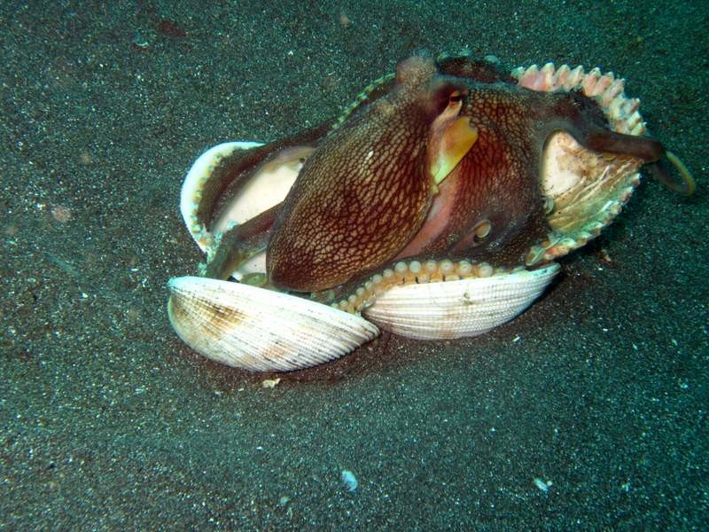 Lembeh, coconut octopus