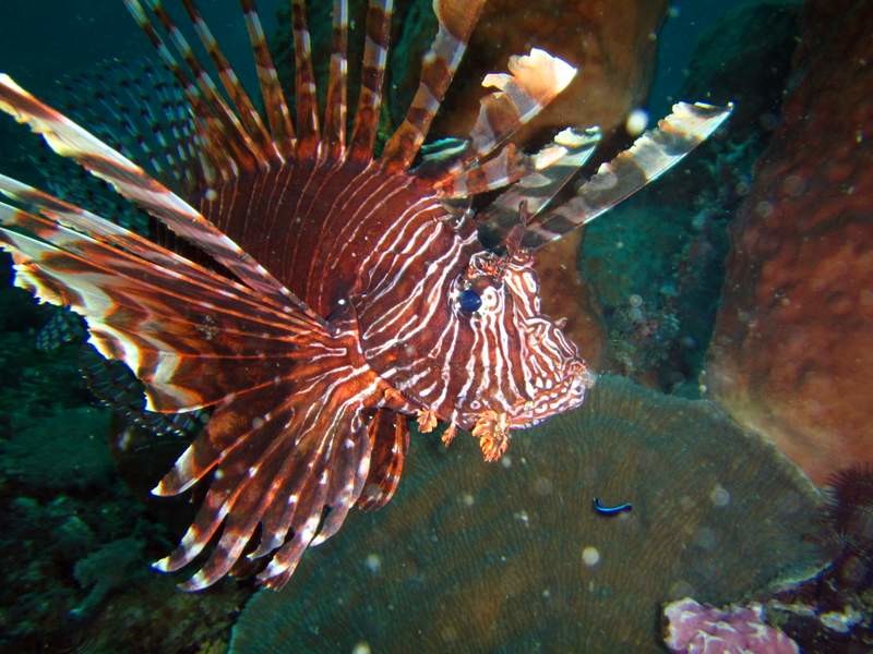 Lion fish