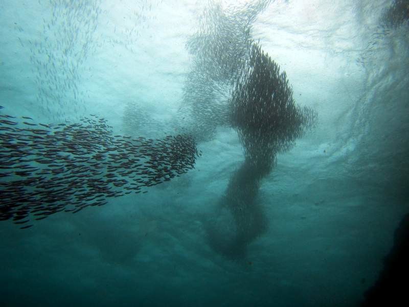 Huge shoal of really little fishes....