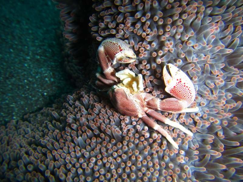 Porcelaine crab
