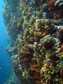 Healthy corals, wall diving on Talisei and Bangka...