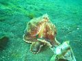 Second coconut octopus of the week, Lembeh