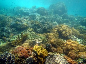 More healthy corals