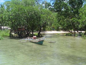 Mangrove beach