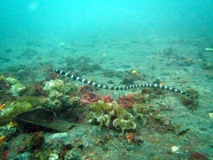 Sea snake, Lembeh