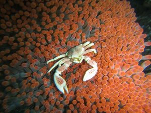 porcelaine crab