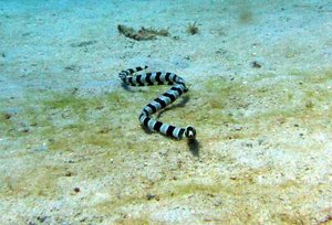 Sea snake, deadly...