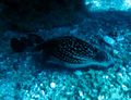 Electric ray...