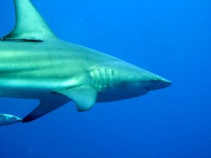Oceanic Black Tip...have gorgeous lines...