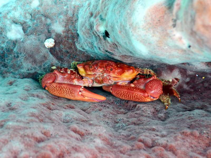 Little crab hiding in a sponge...