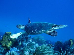 A least one or two turtles on each dive....