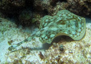 Electric ray...