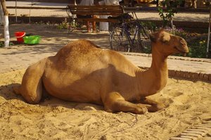 THE camel of Khiva...
