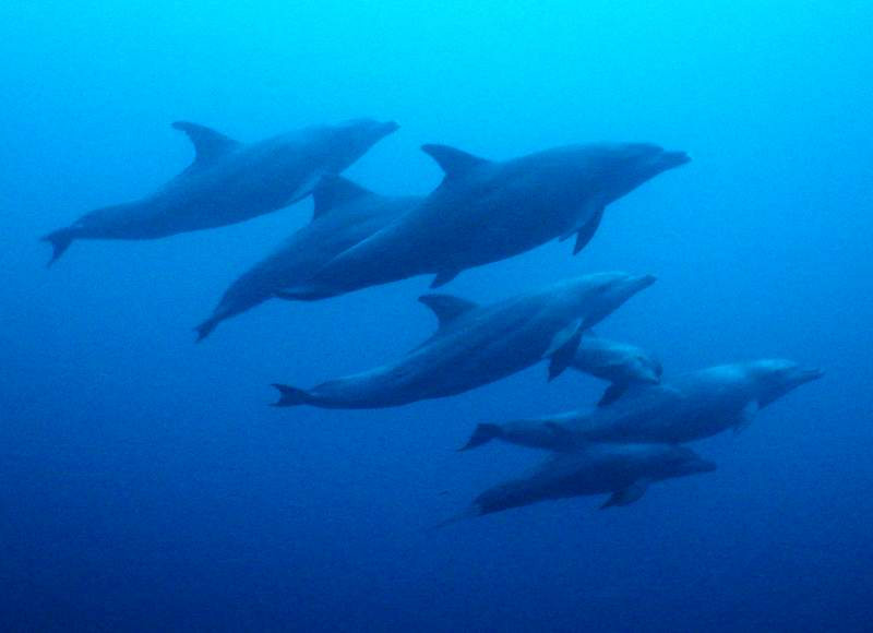 I always find dolphins on scuba pretty amazing!