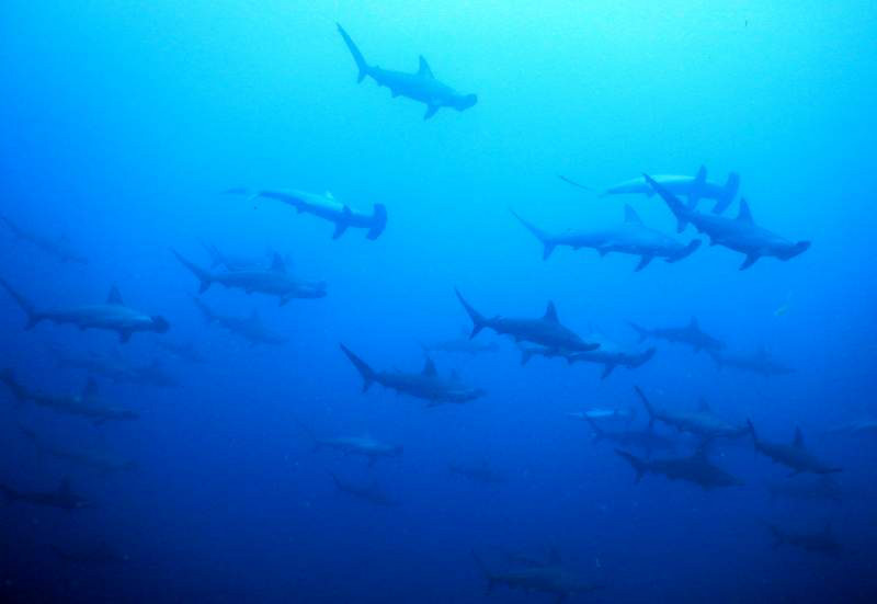 This is the definition of a wall of hammerheads...