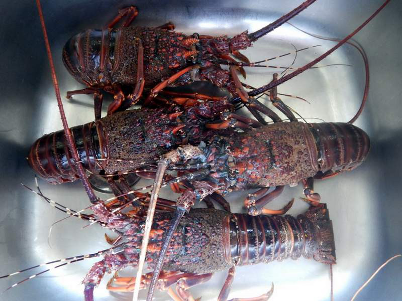 Crayfish season is 1st March till 1st November...