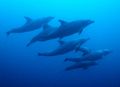 I always find dolphins on scuba pretty amazing!